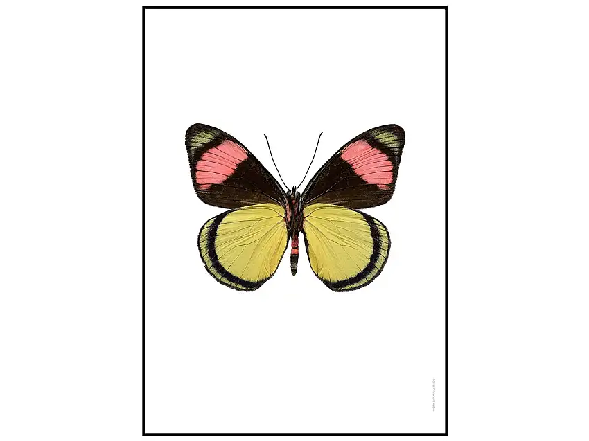 batesiachrysochloraundersidepictureliljeberg-1