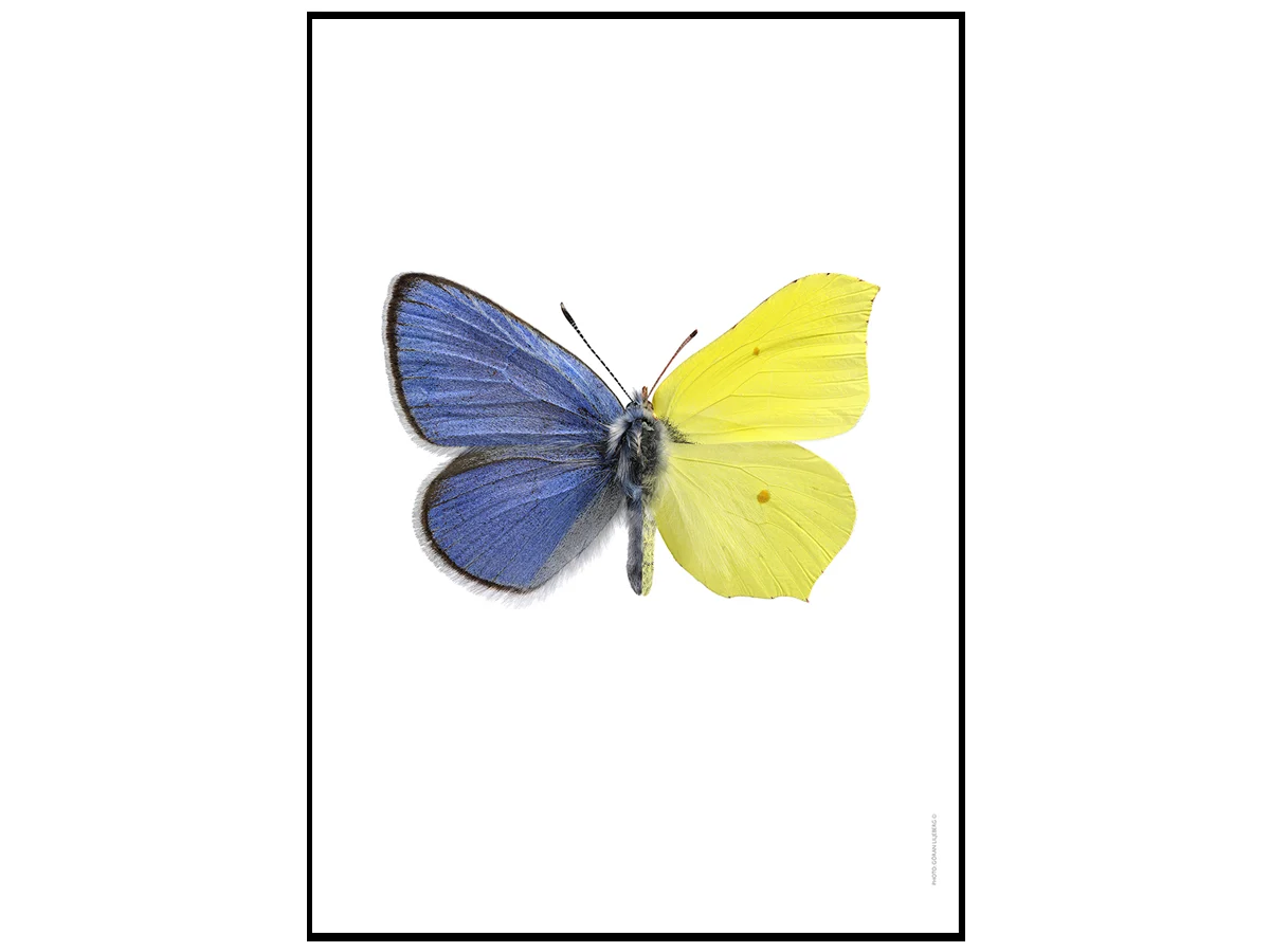 bluebrimstonepictureliljeberg-1
