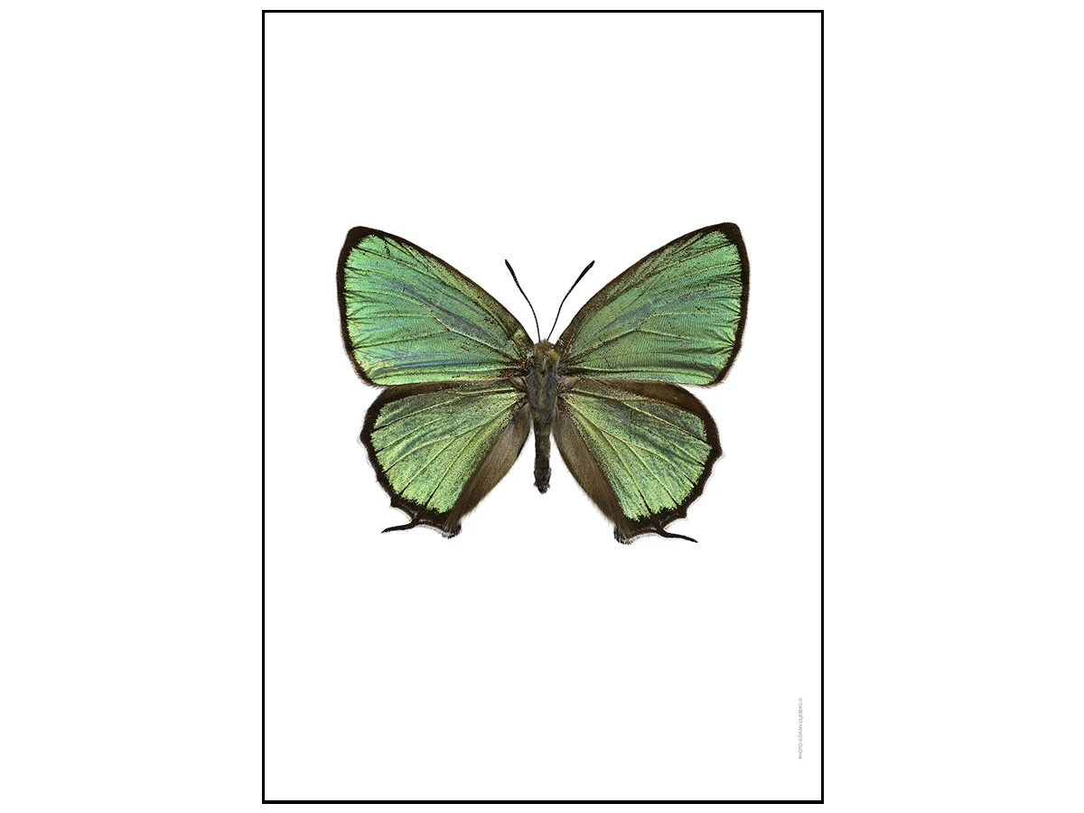 chrysozephyrusataxuspictureliljeberg-1