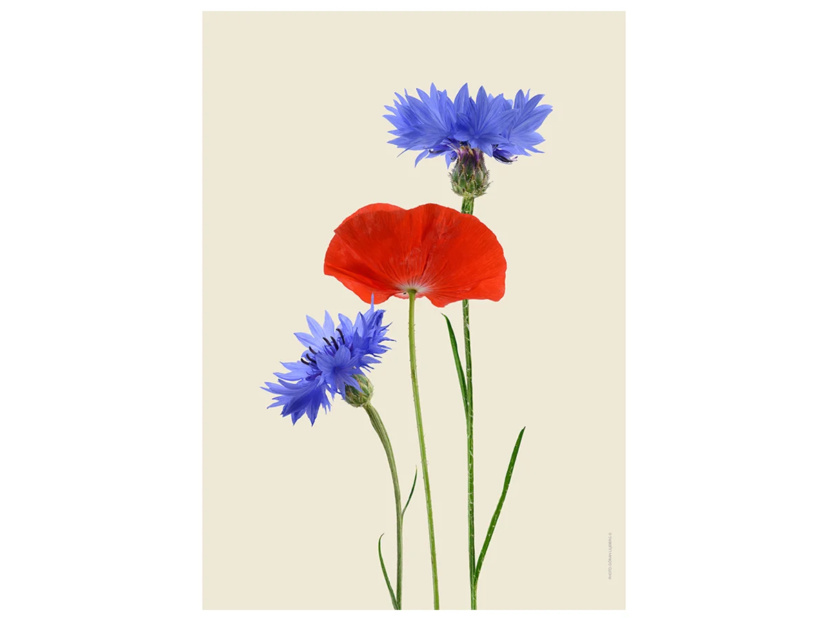 cornflowercornpoppypictureliljeberg-1