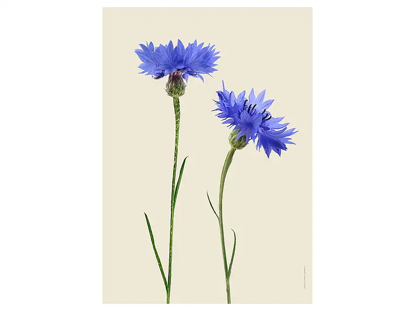 cornflowerduopictureliljeberg-1