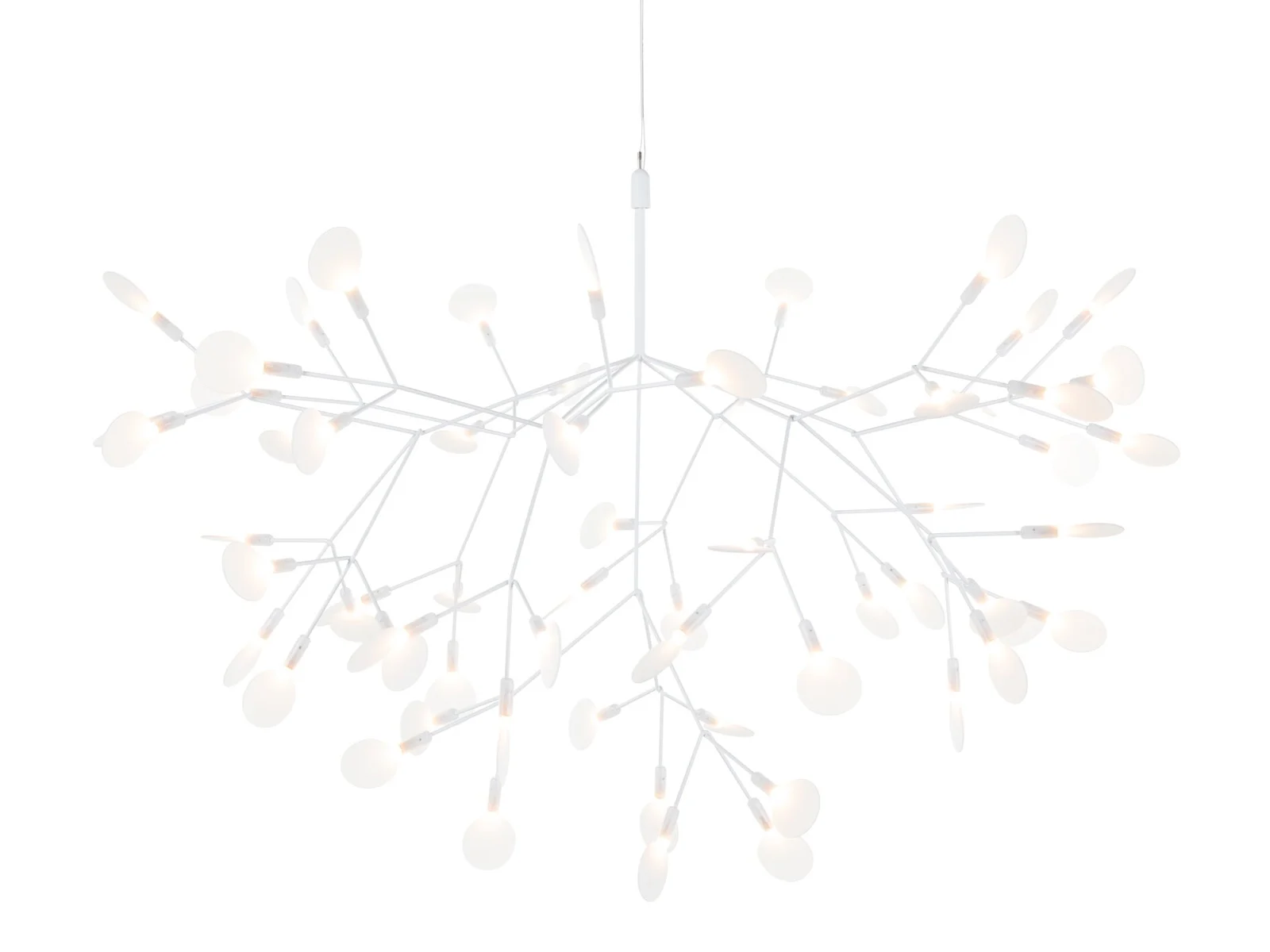 heracleum2bianco-1-1