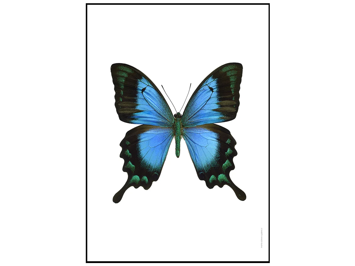 papiliolorquinianuspictureliljeberg-1