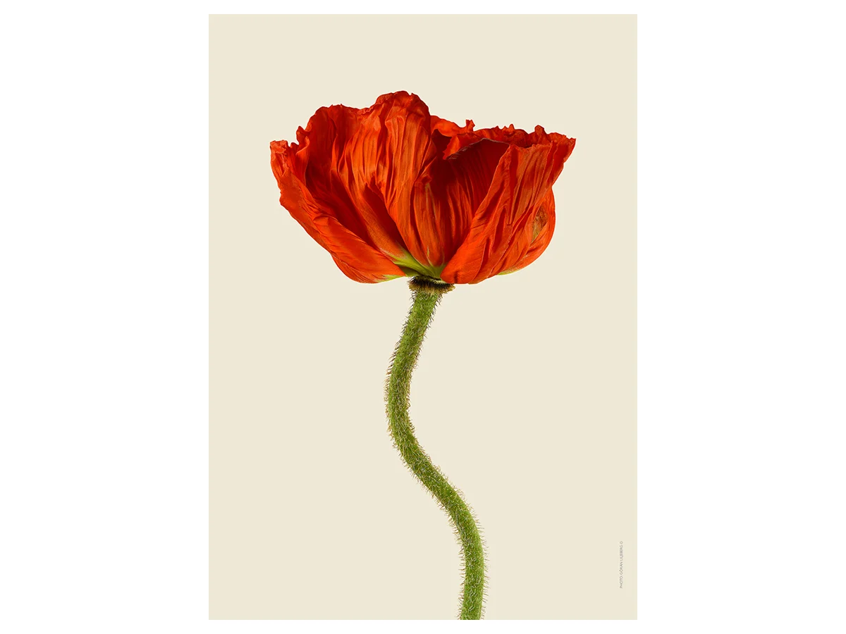poppyredpictureliljberg-1
