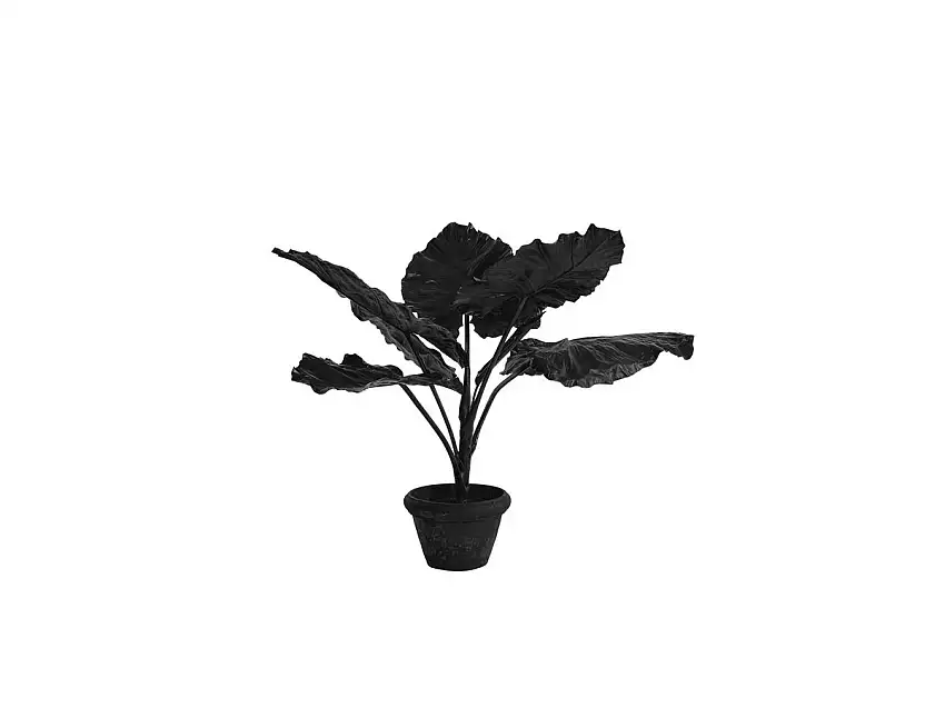 taro-in-pot-black-1