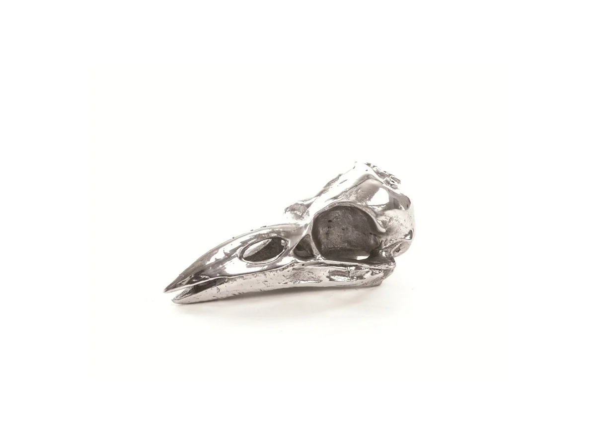wunderkammer-bird-skull-2